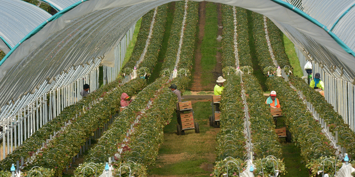 Shameful Superfood The Hidden Cost Of Australia S Blueberry Bonanza The Australian Workers Union The Australian Workers Union